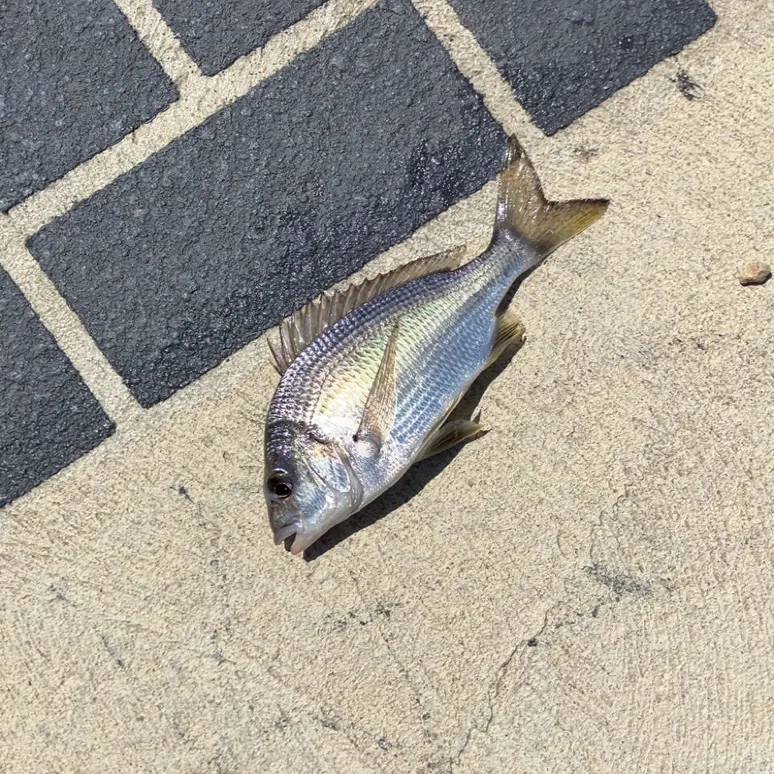Southern black bream caught on Fishbrain