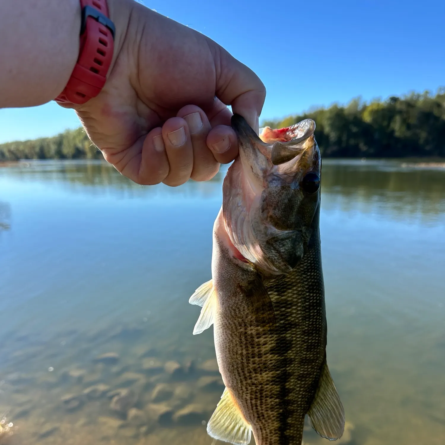 Spotted bass caught on Fishbrain