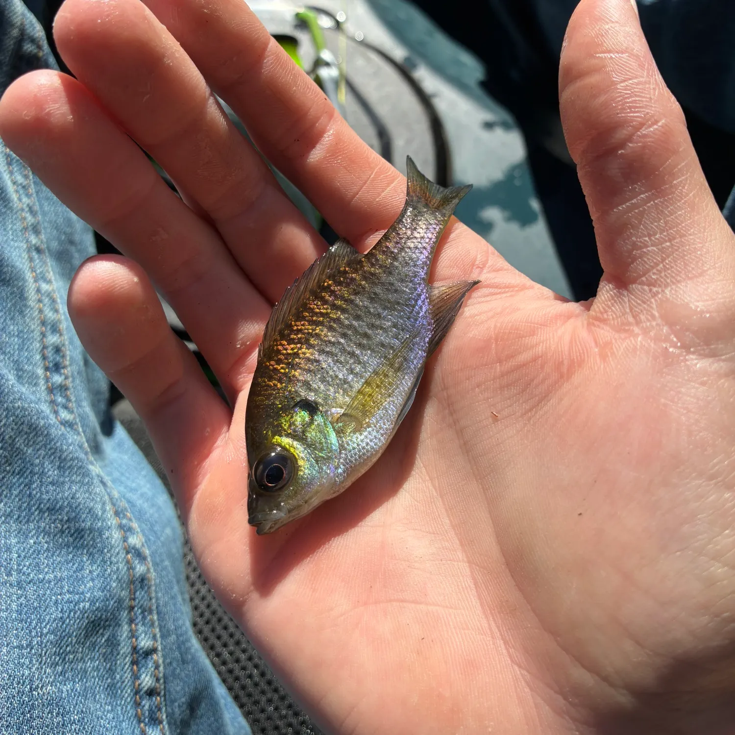 Bluegill caught on Fishbrain