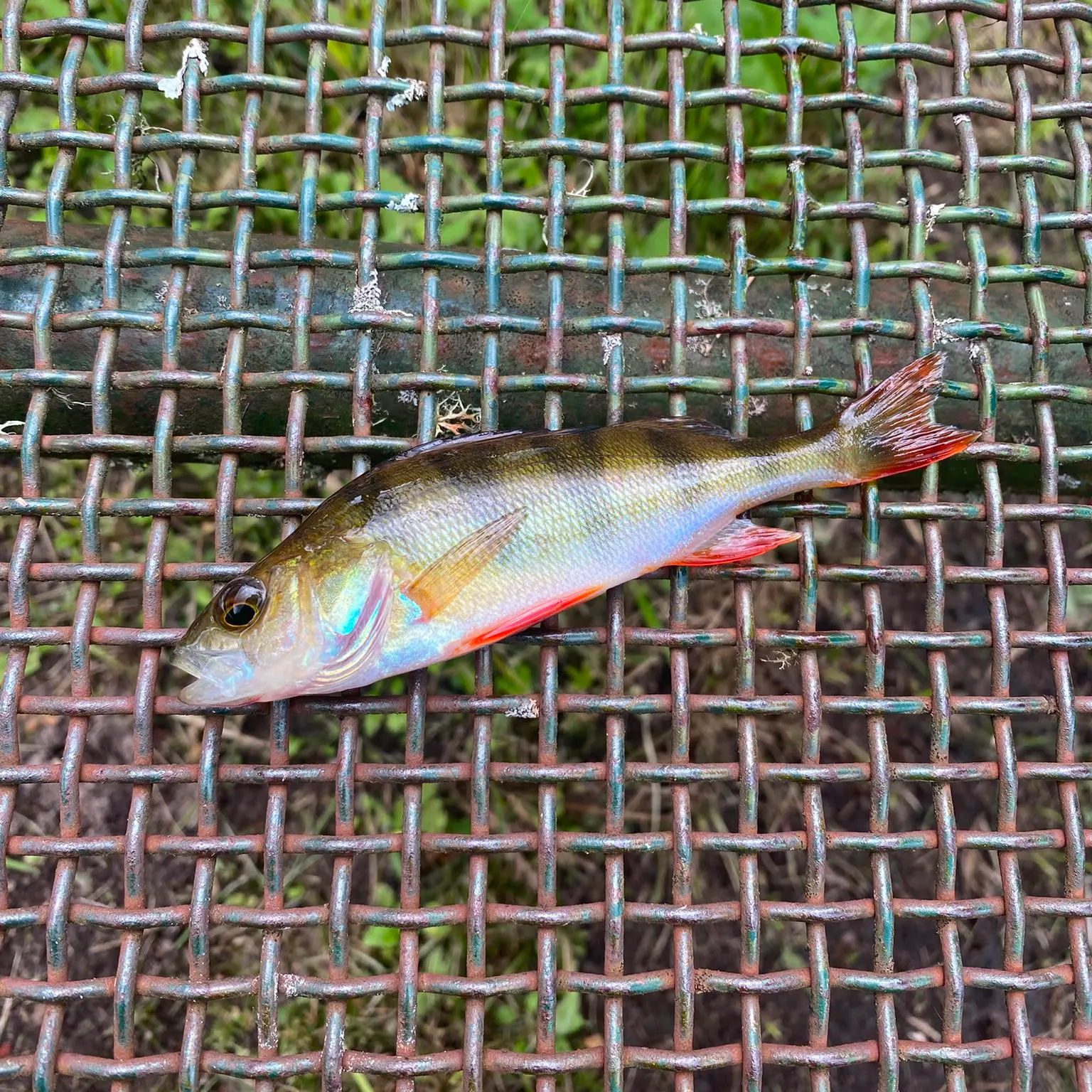 European perch caught on Fishbrain