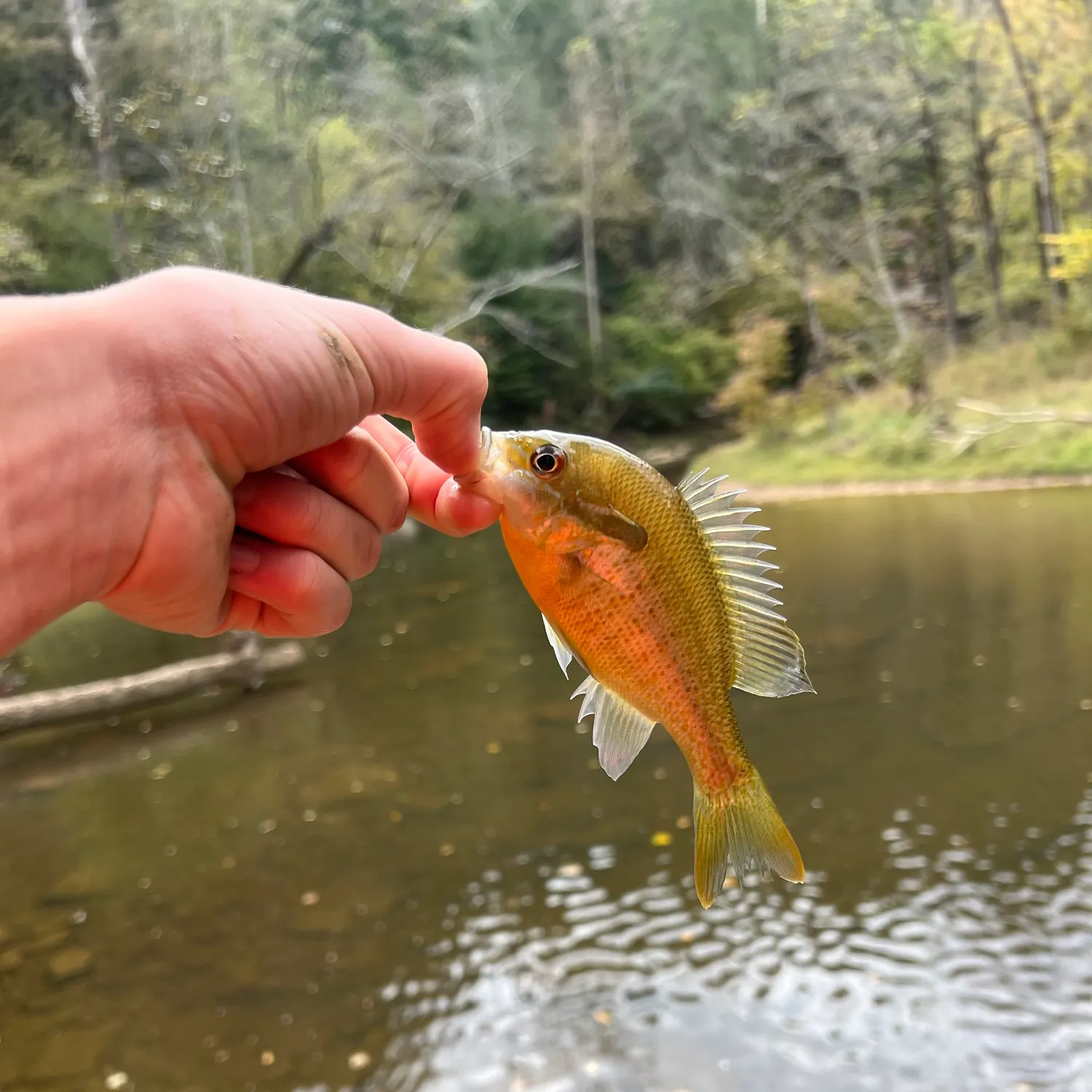 Redbreast sunfish caught on Fishbrain