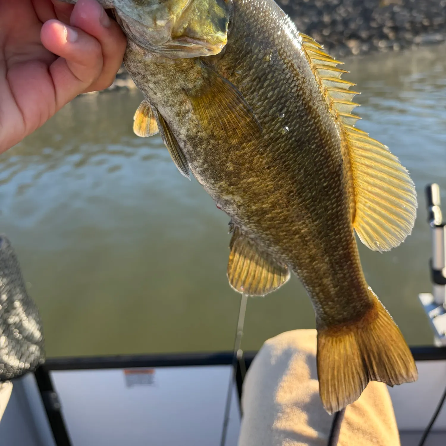 Smallmouth bass caught on Fishbrain