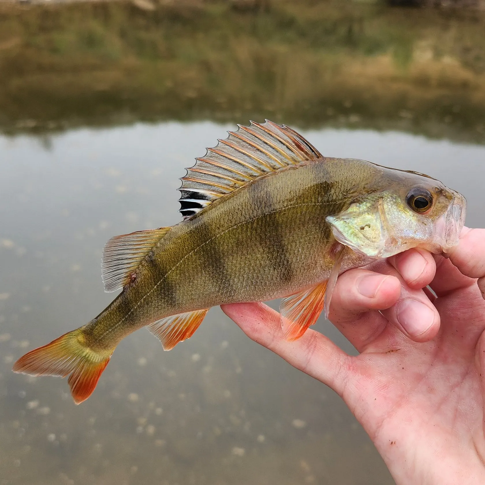 The most recent European perch catches on Fishbrain