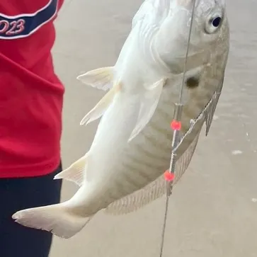 Spot croaker caught on Fishbrain