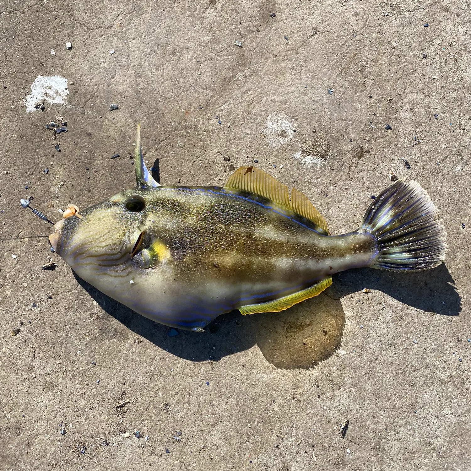 Six-spined leatherjacket caught on Fishbrain