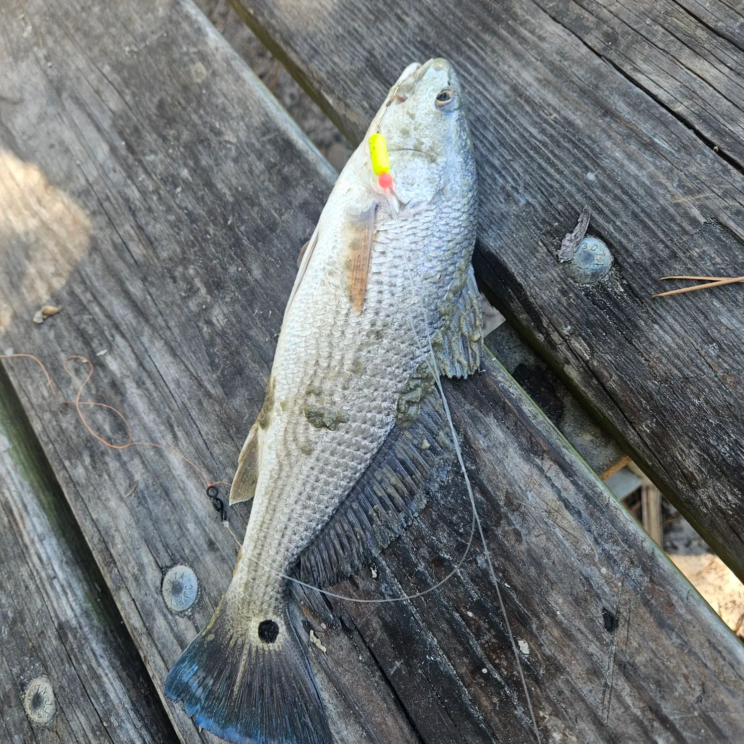 The most recent Red drum catches on Fishbrain