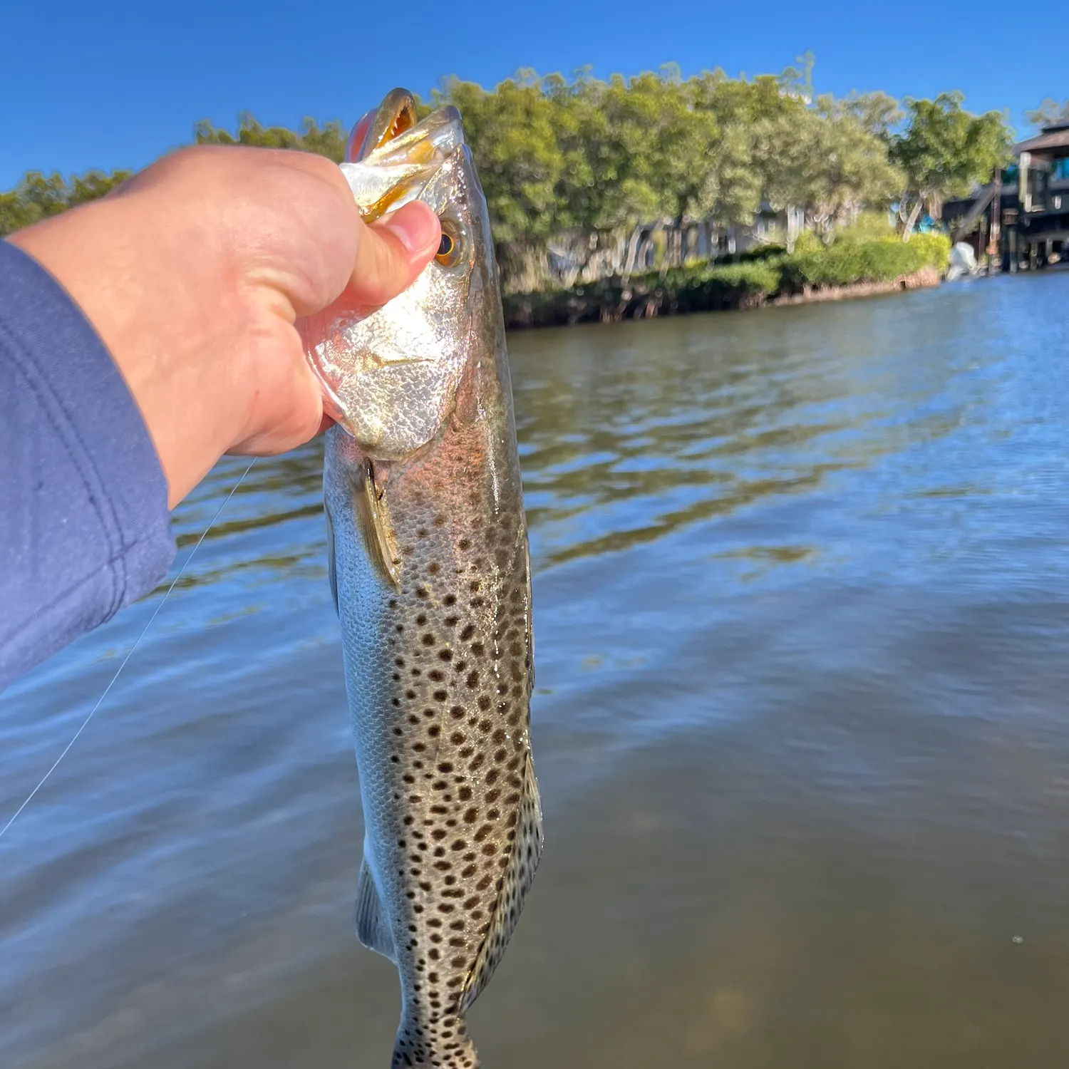 The most recent Spotted seatrout catches on Fishbrain