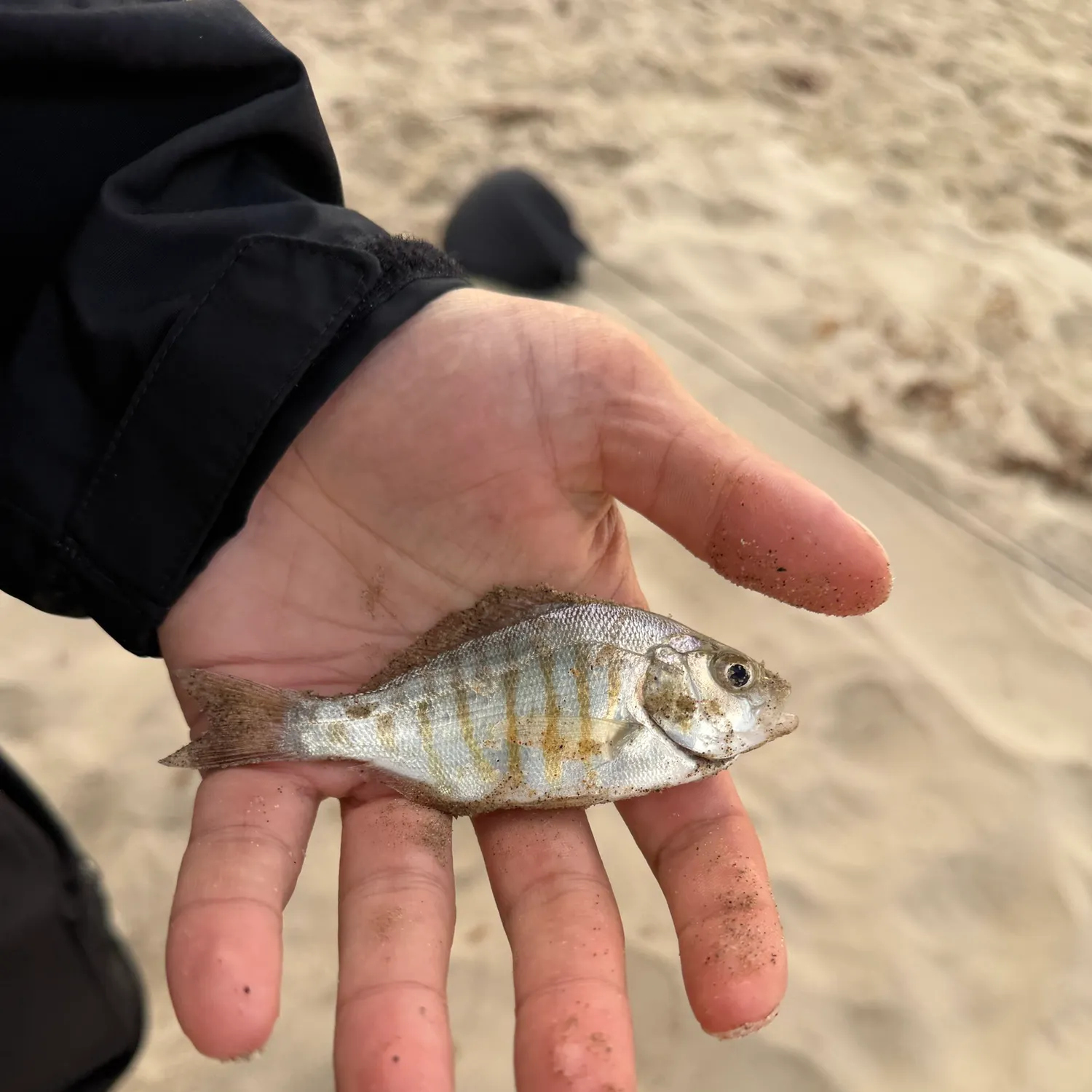Barred surfperch caught on Fishbrain