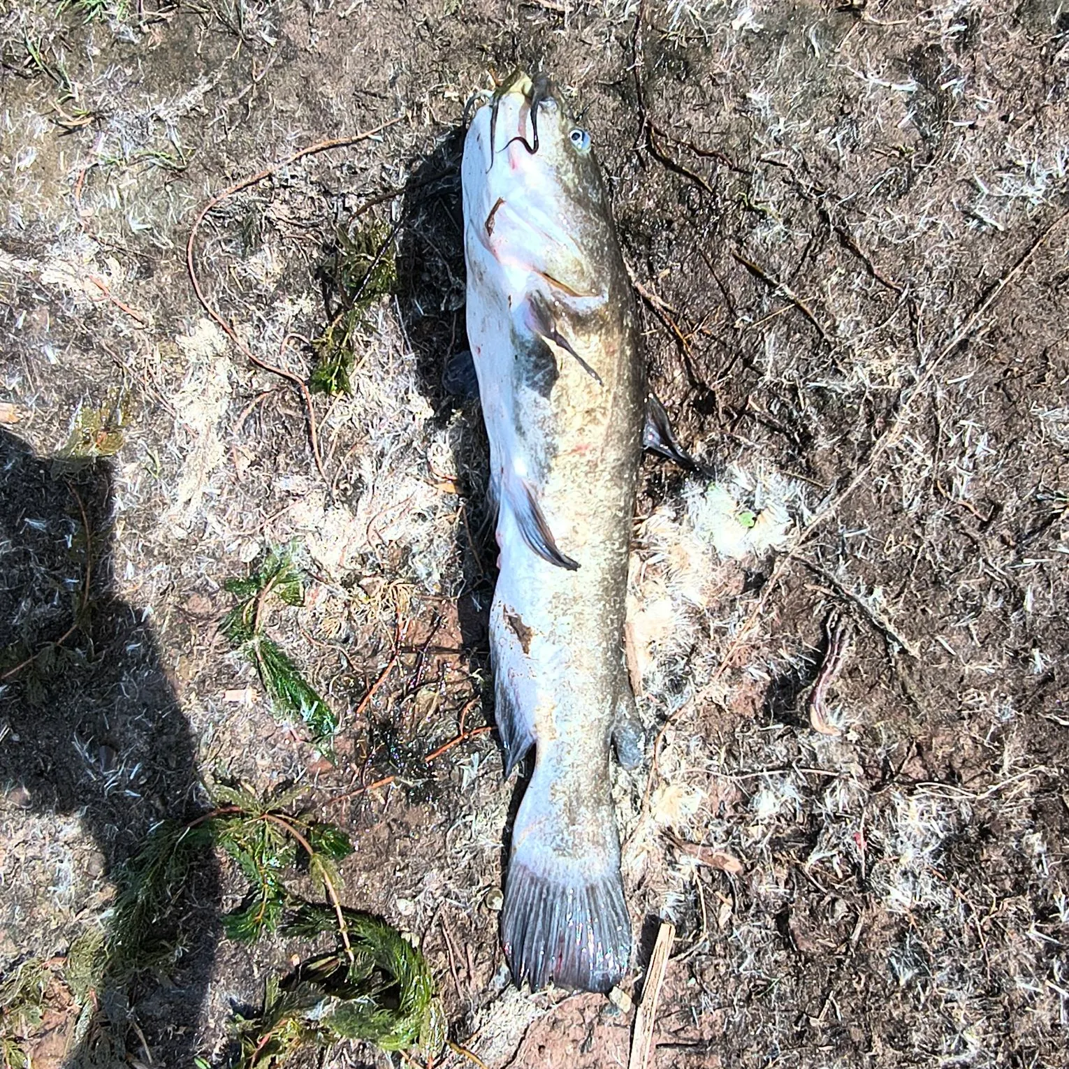 Fish caught on Fishbrain