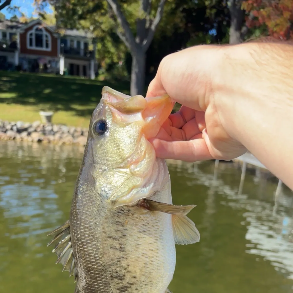 Largemouth bass caught on Fishbrain