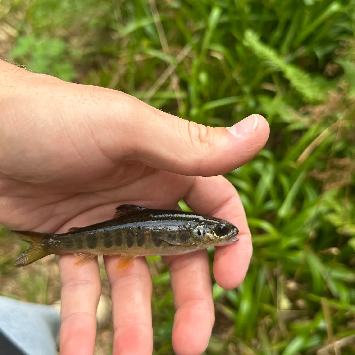 Atlantic salmon caught on Fishbrain