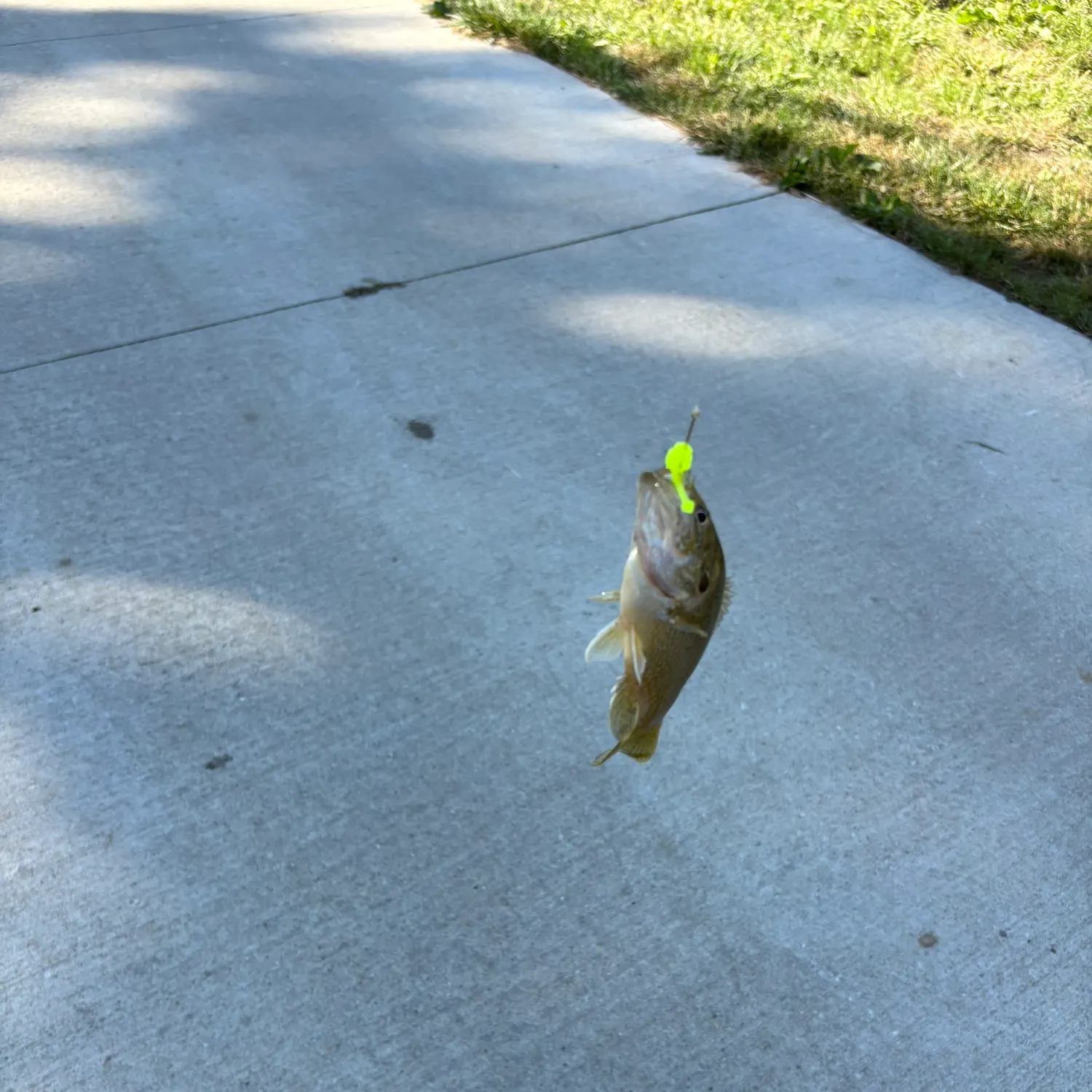 Green sunfish caught on Fishbrain