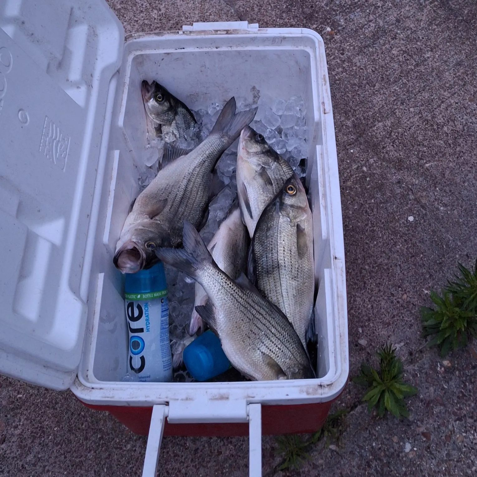 recently logged catches