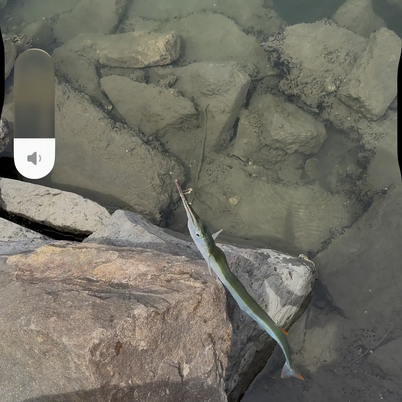 The most recent Pacific agujon needlefish catches on Fishbrain