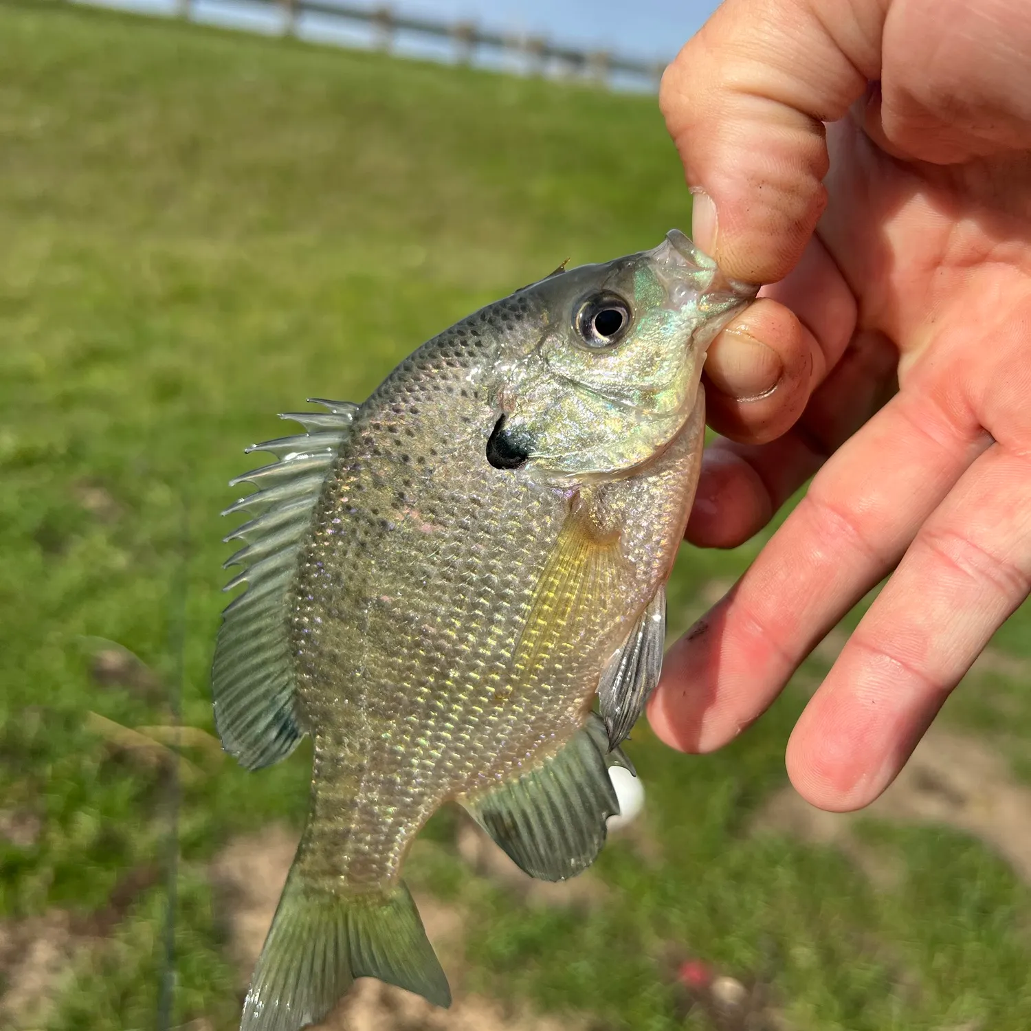Bluegill caught on Fishbrain