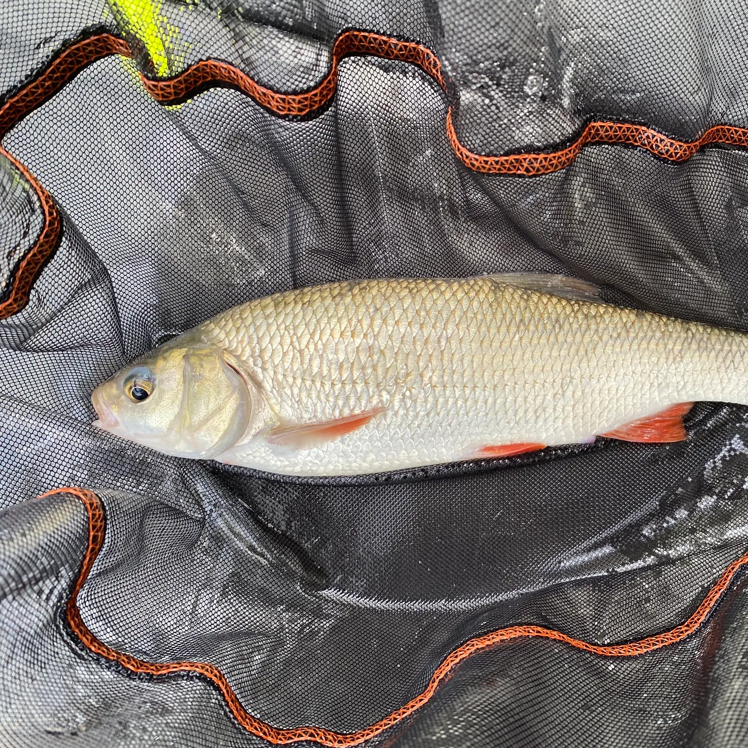 Common rudd caught on Fishbrain