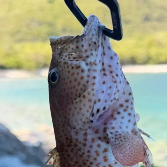 The most recent Graysby grouper catches on Fishbrain