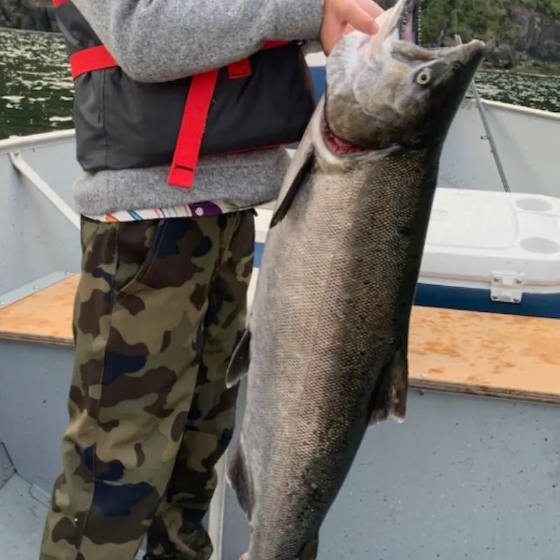 Chinook salmon caught on Fishbrain