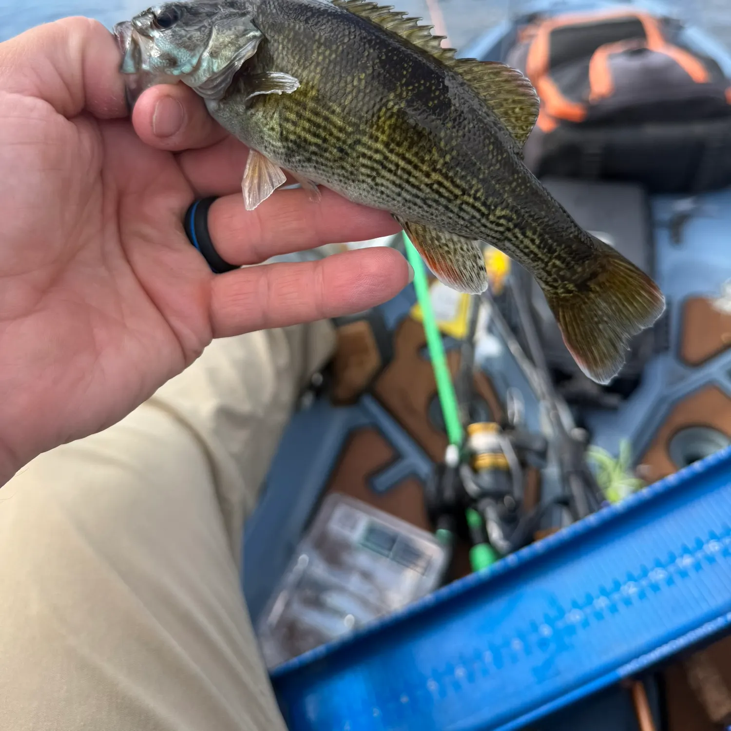 The most recent Bartram's bass catches on Fishbrain