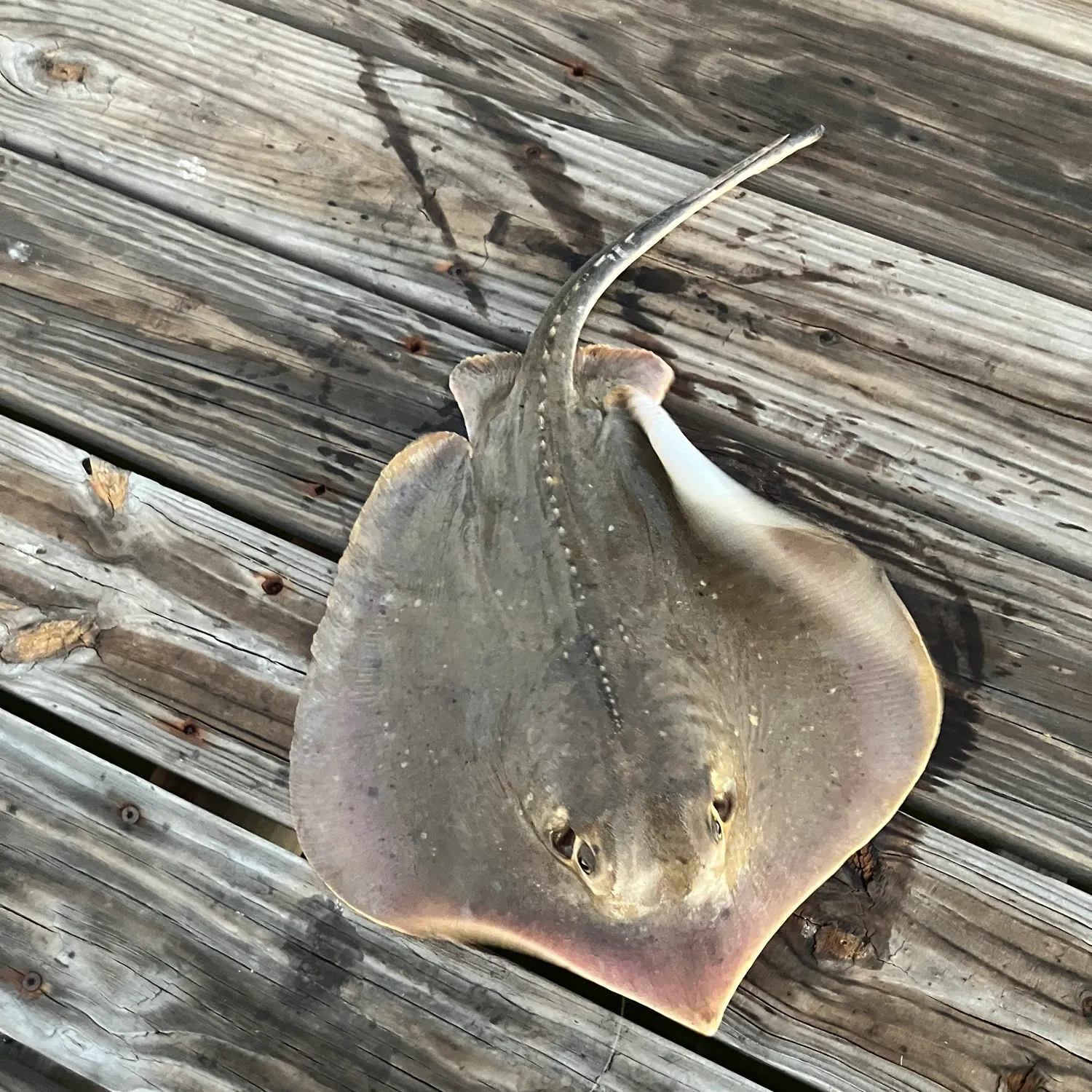 The most recent Atlantic stingray catches on Fishbrain