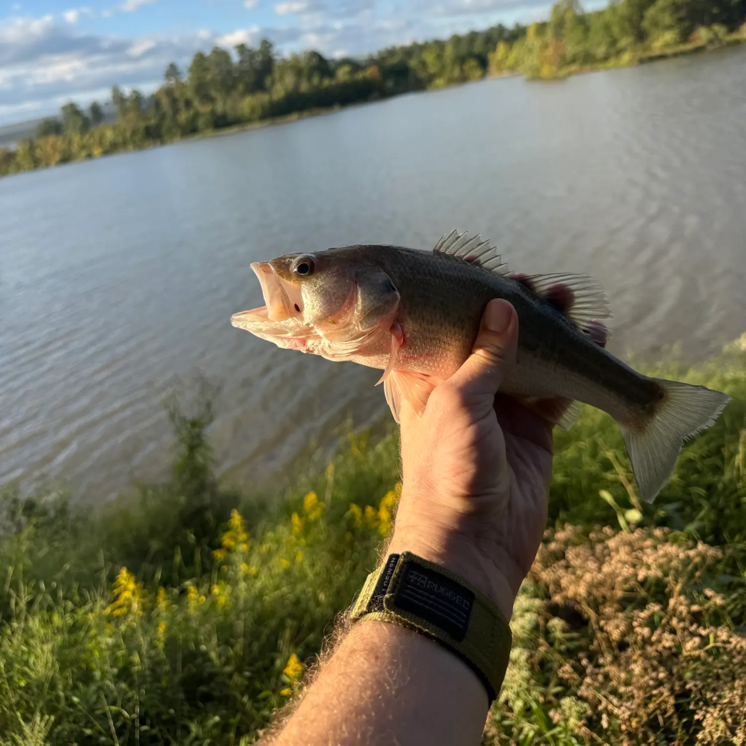 Largemouth bass caught on Fishbrain