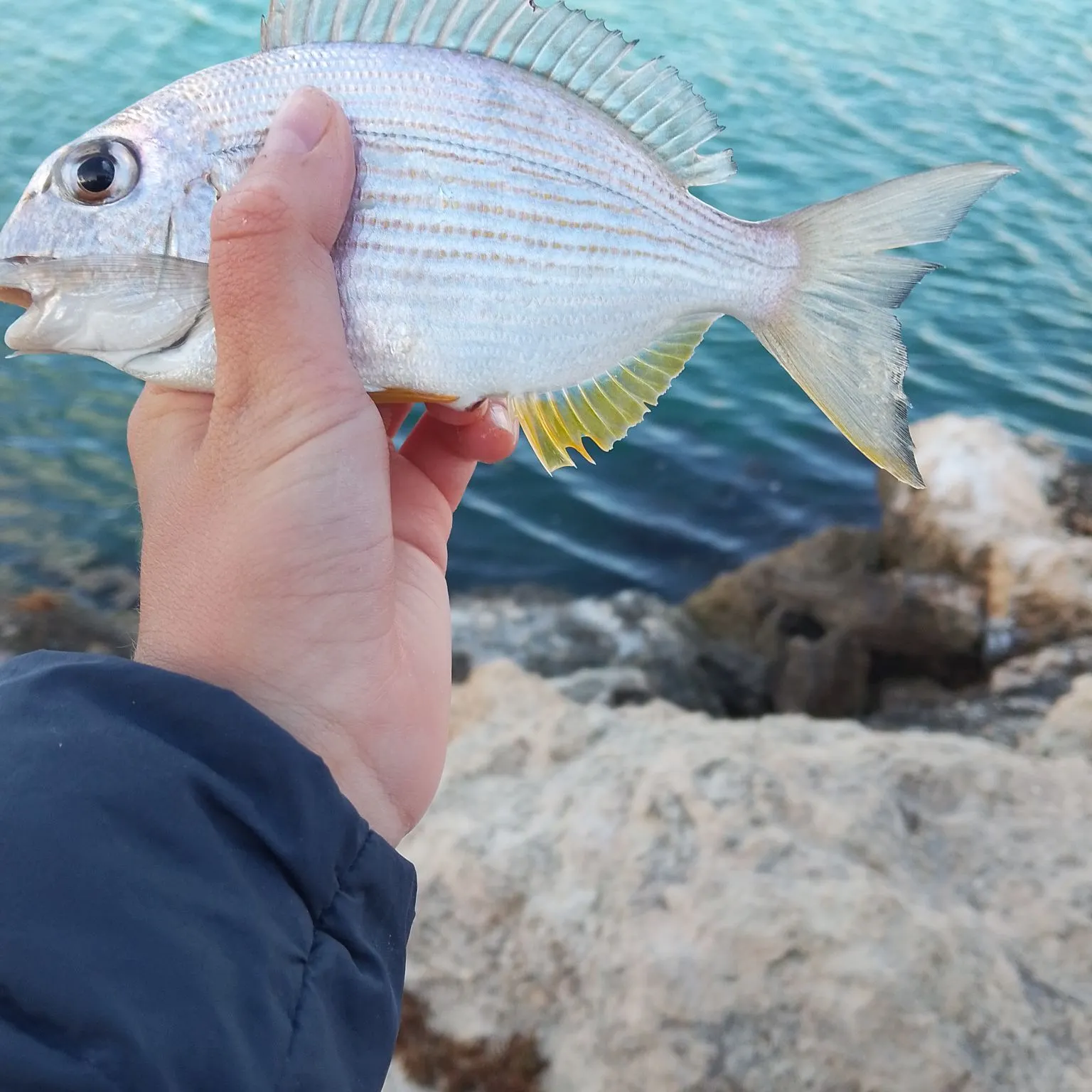 Surf bream caught on Fishbrain