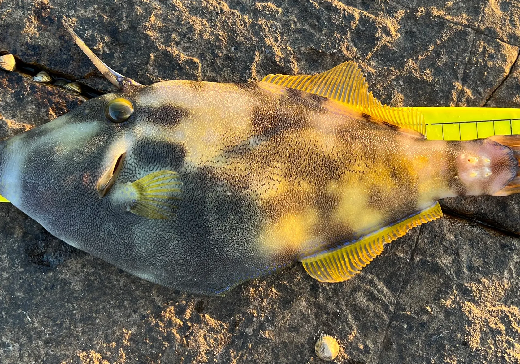 Yellowfin leatherjacket