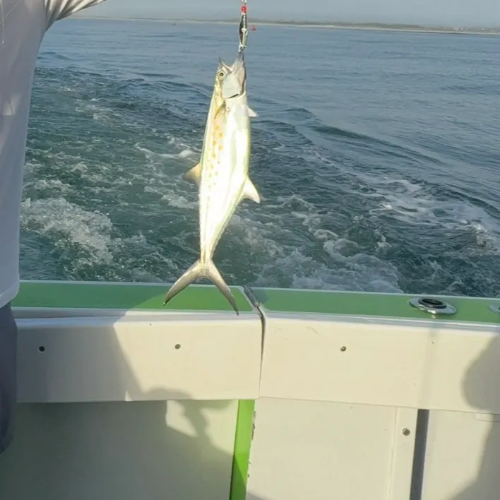 The most recent Spanish mackerel catches on Fishbrain