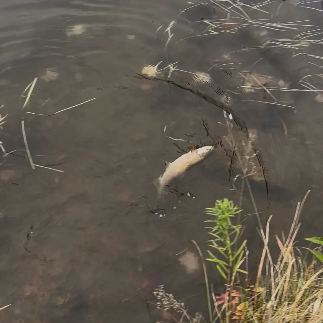 Rainbow trout caught on Fishbrain
