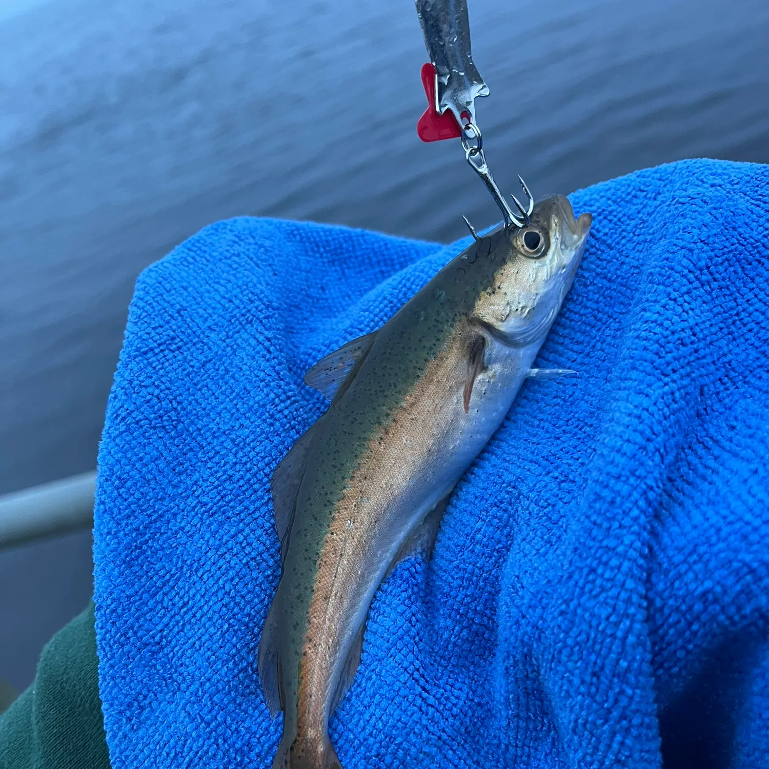 Atlantic pollock caught on Fishbrain