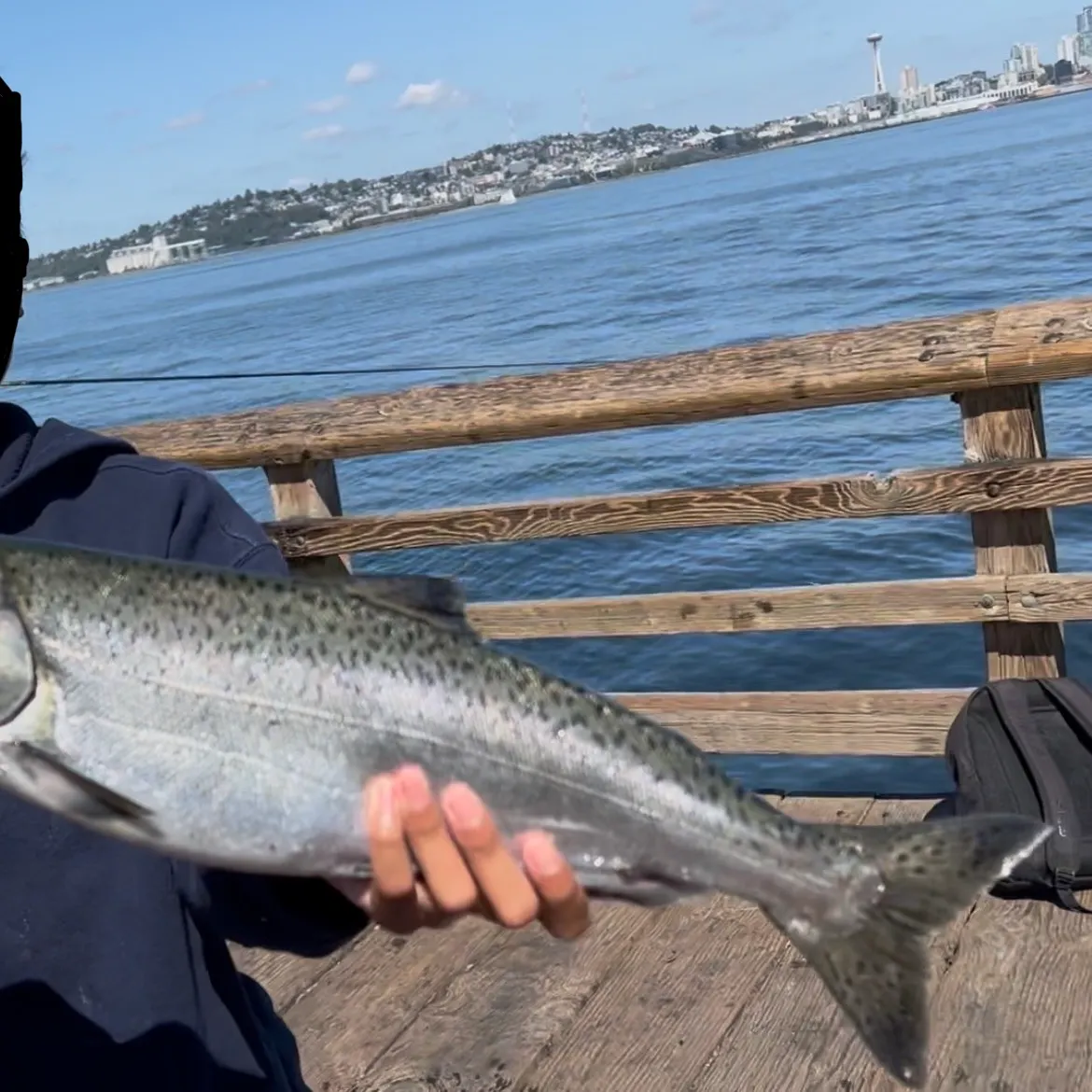 Chinook salmon caught on Fishbrain