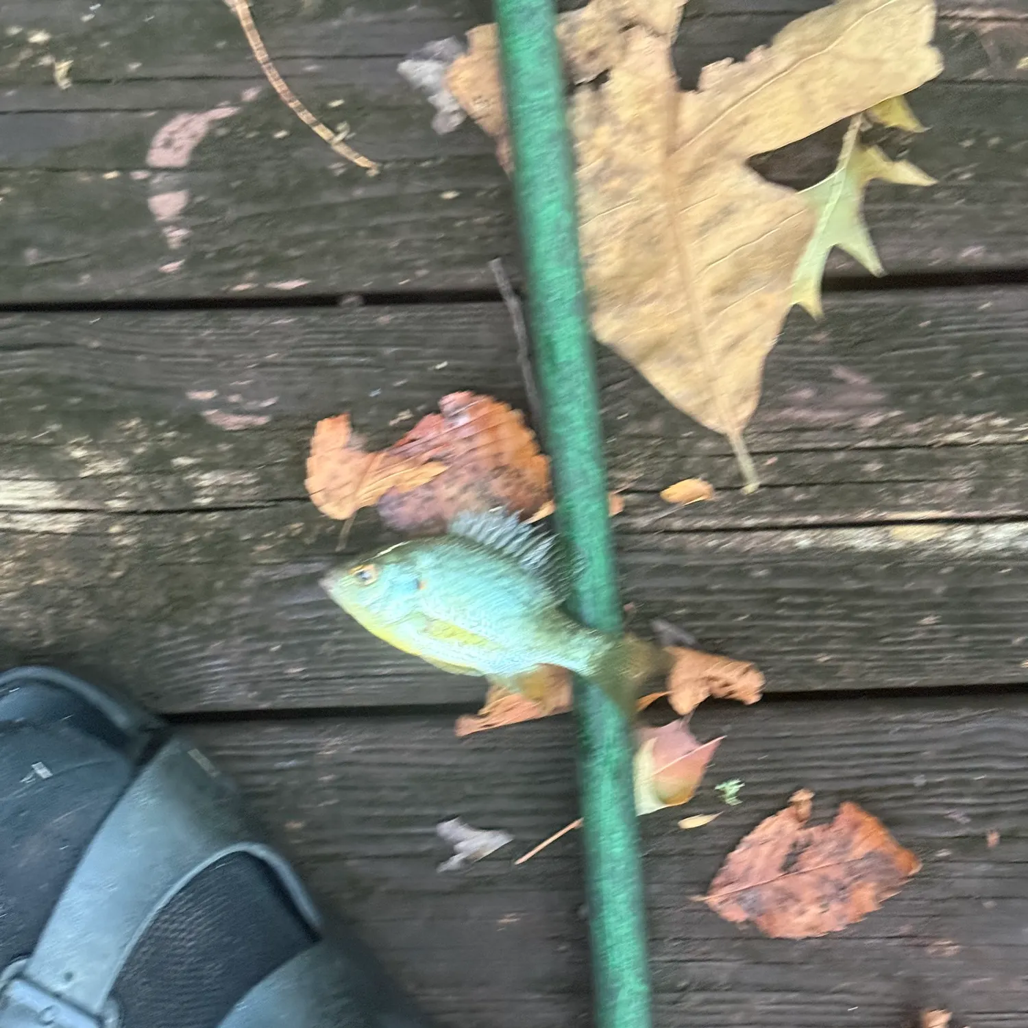 Redear sunfish caught on Fishbrain