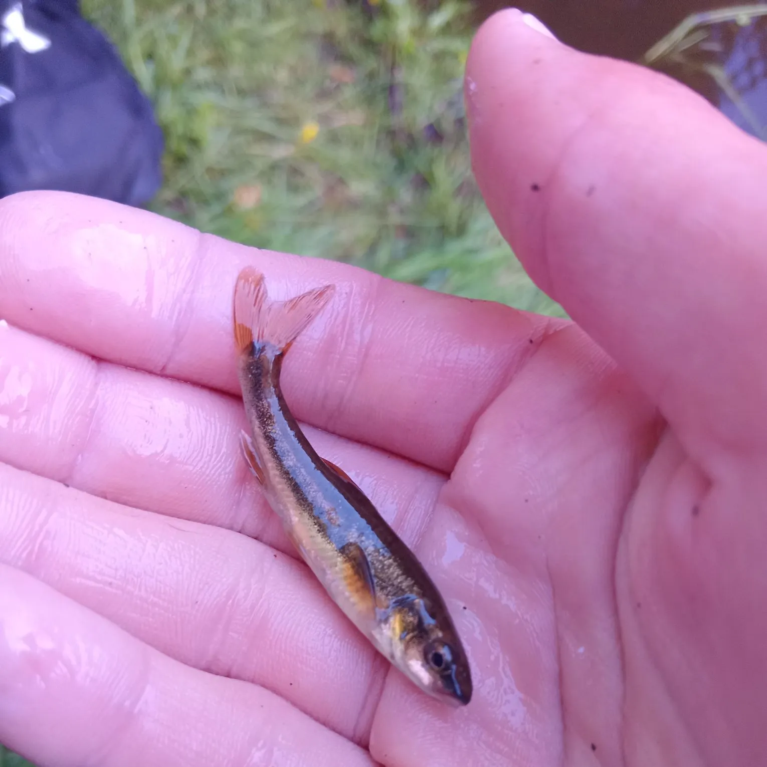 The most recent Eurasian minnow catches on Fishbrain