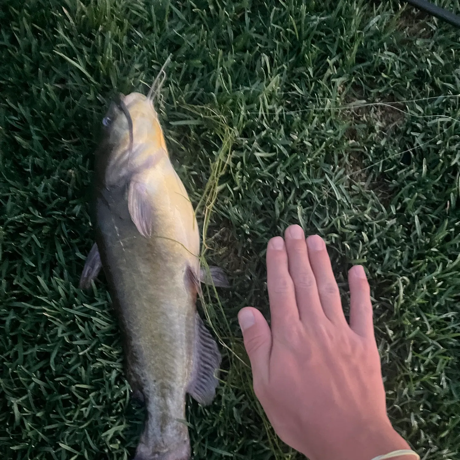 Black bullhead caught on Fishbrain
