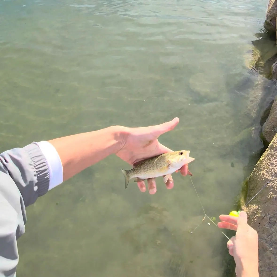 Smallmouth bass caught on Fishbrain