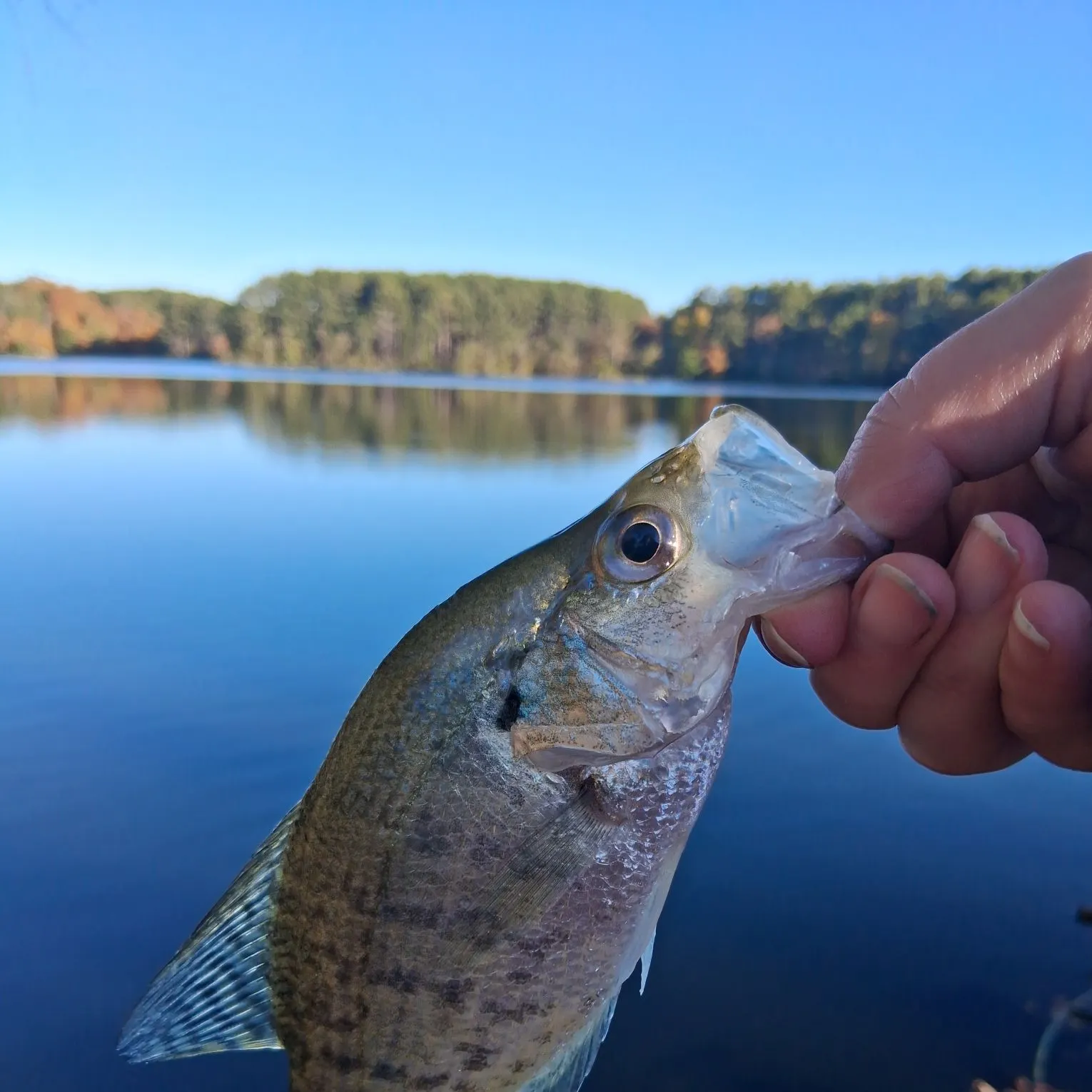 White crappie caught on Fishbrain