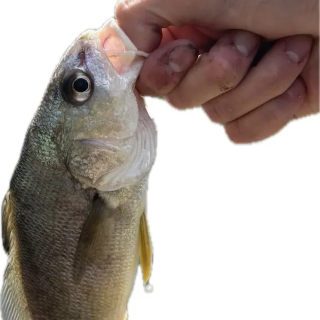 Freshwater drum caught on Fishbrain