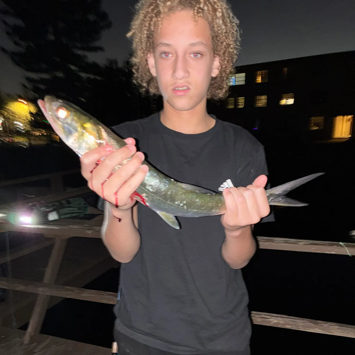 The most recent Ladyfish catches on Fishbrain