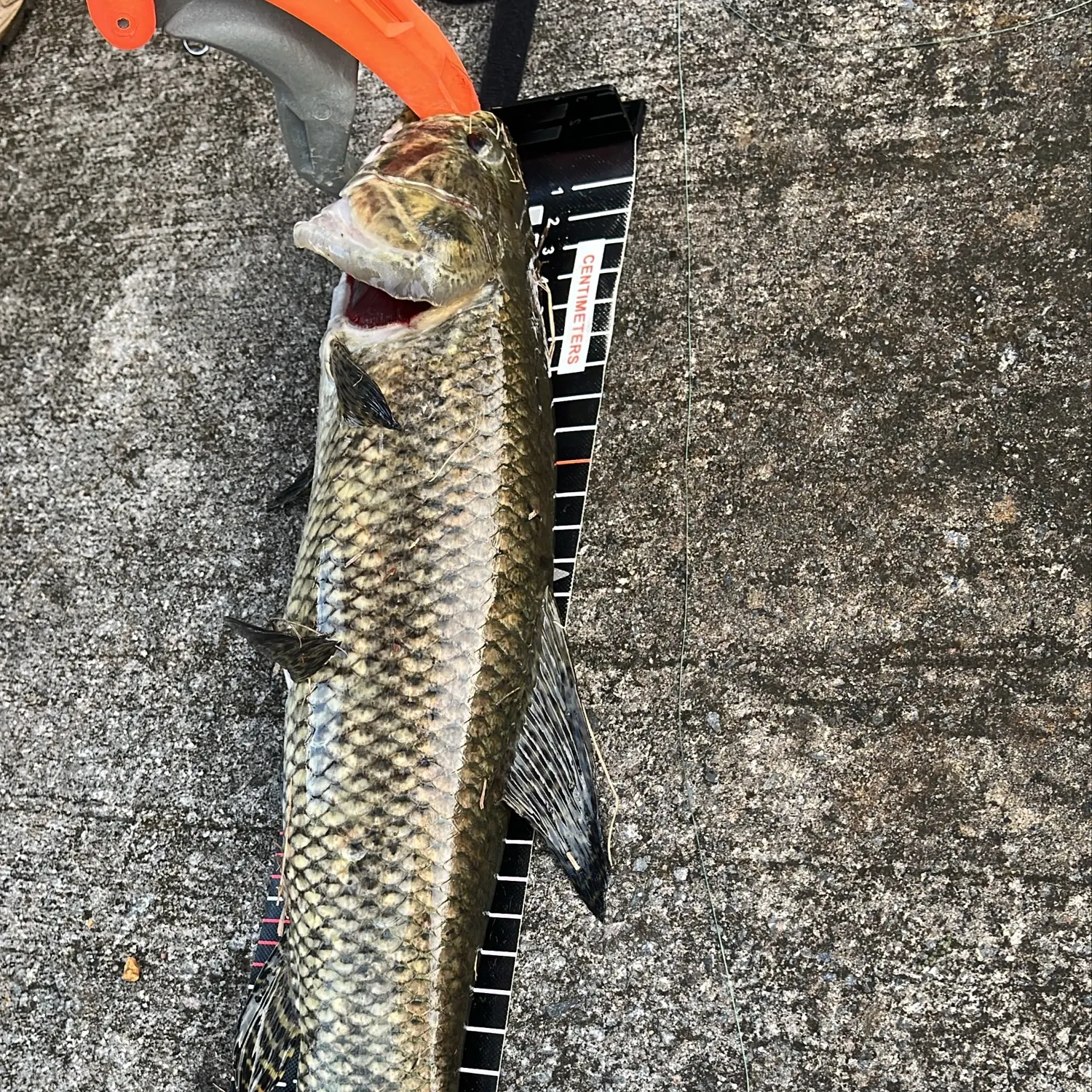 Trahira caught on Fishbrain