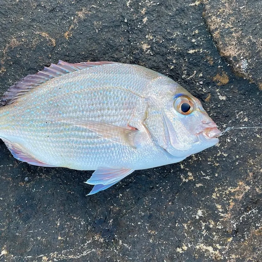 Australasian snapper caught on Fishbrain
