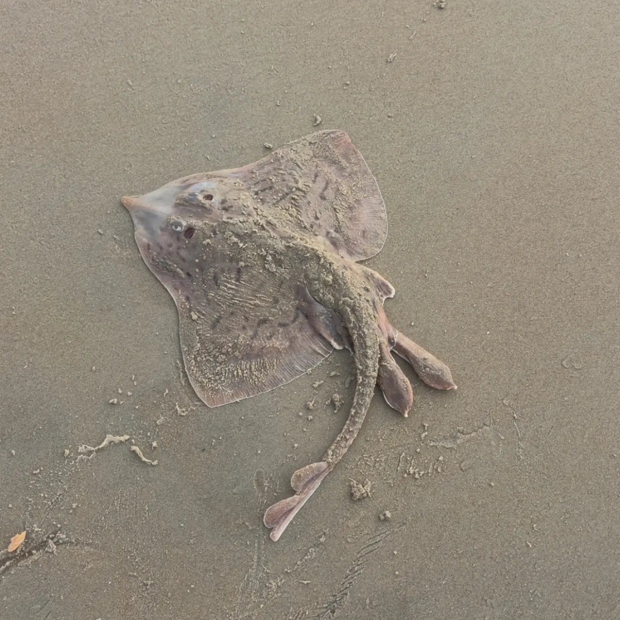 The most recent Clearnose skate catches on Fishbrain