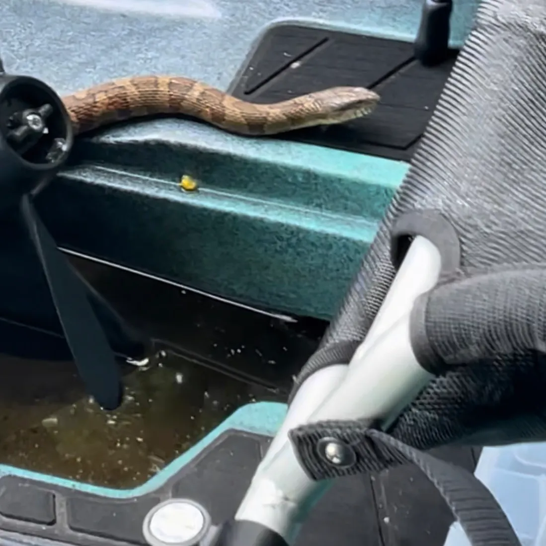 The most recent Dubois sea snake catches on Fishbrain