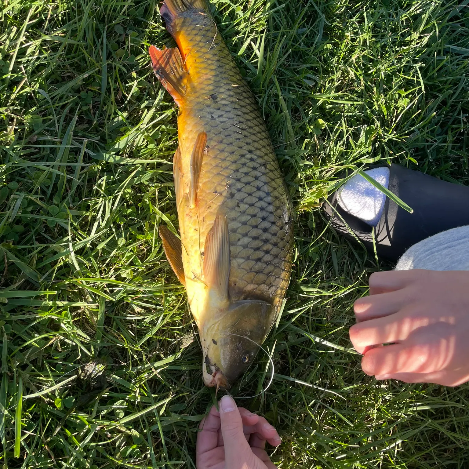 Common carp caught on Fishbrain