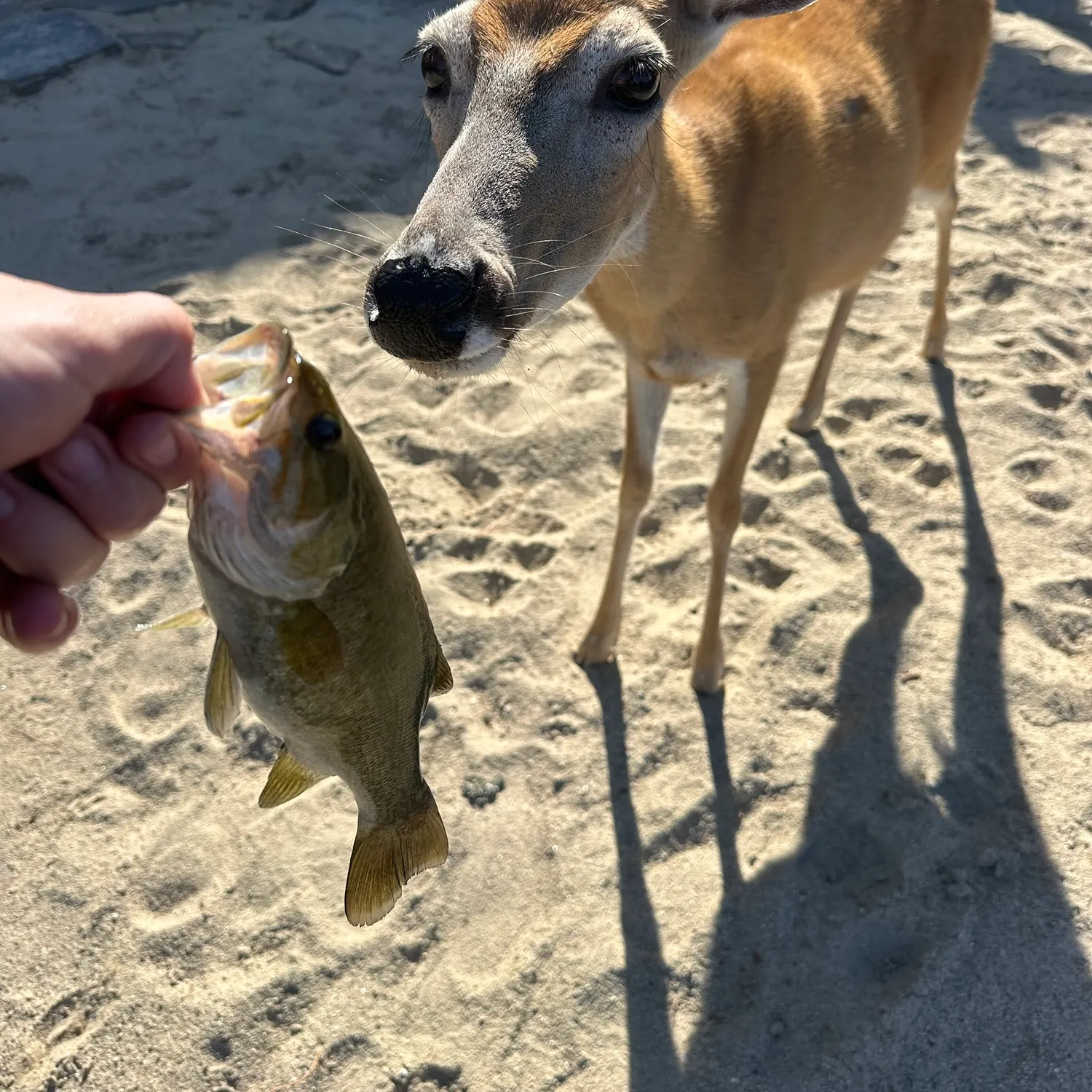 Smallmouth bass caught on Fishbrain