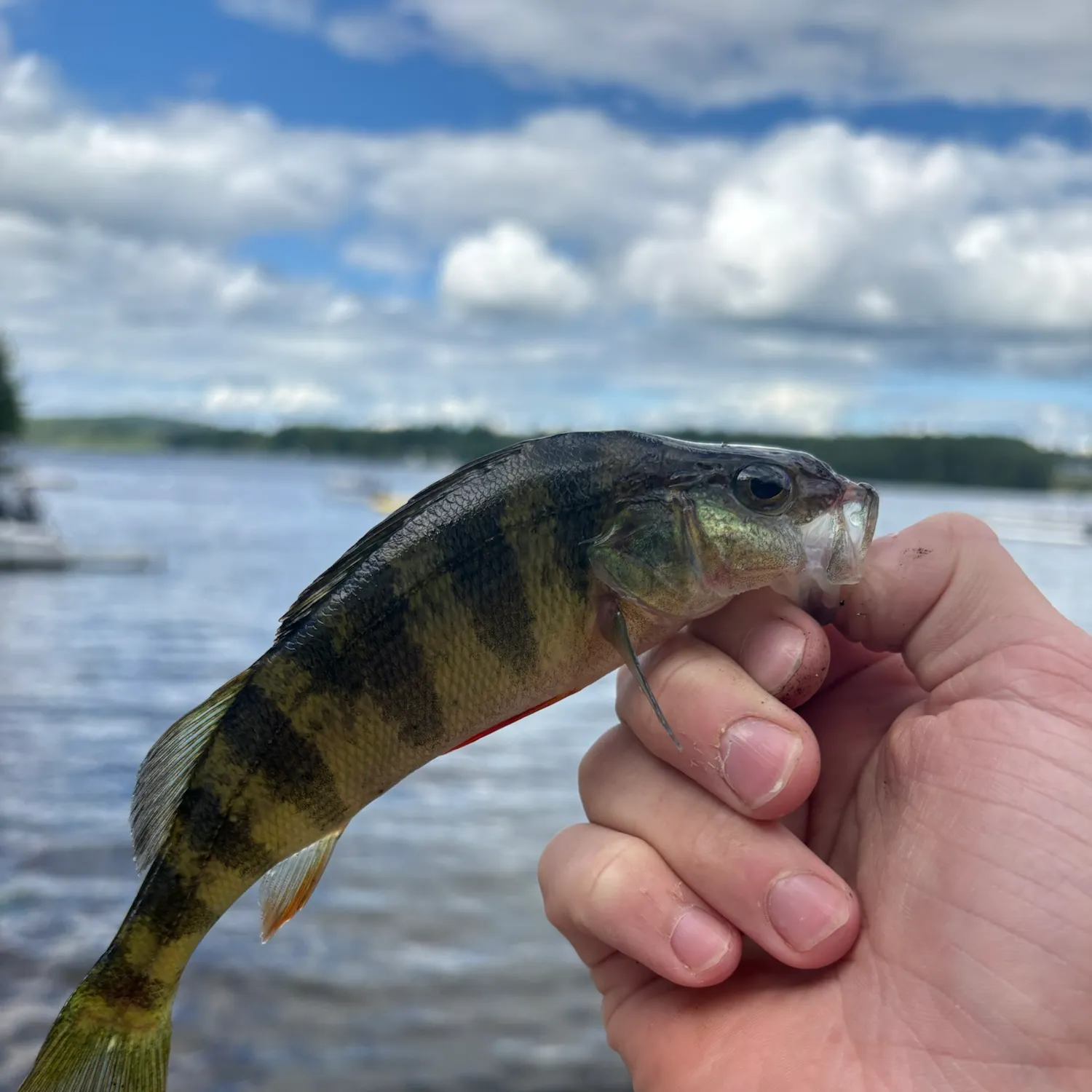 Yellow perch caught on Fishbrain
