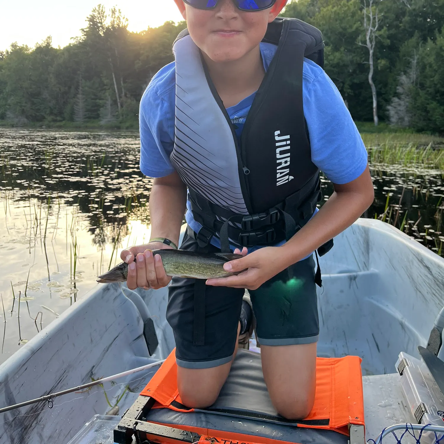 Chain pickerel caught on Fishbrain