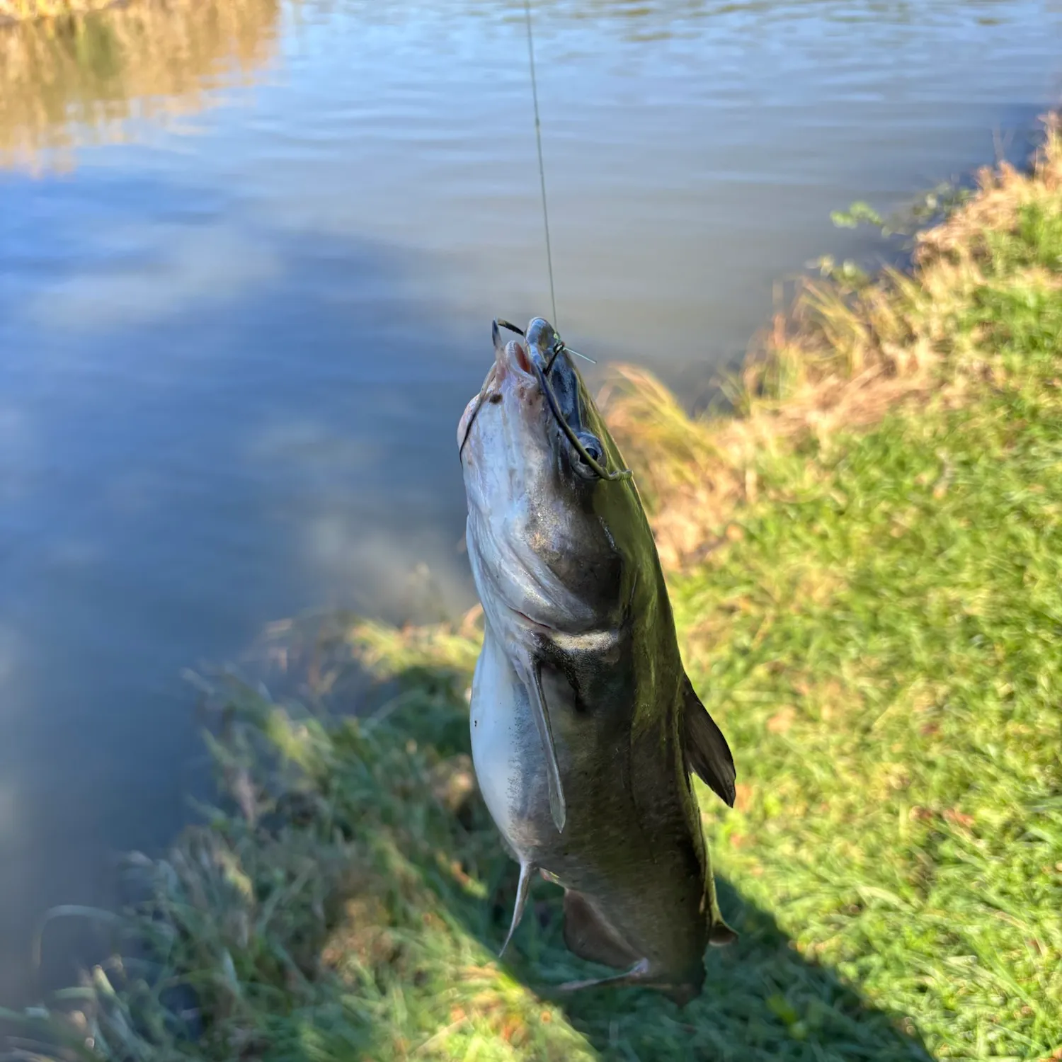 Channel catfish caught on Fishbrain
