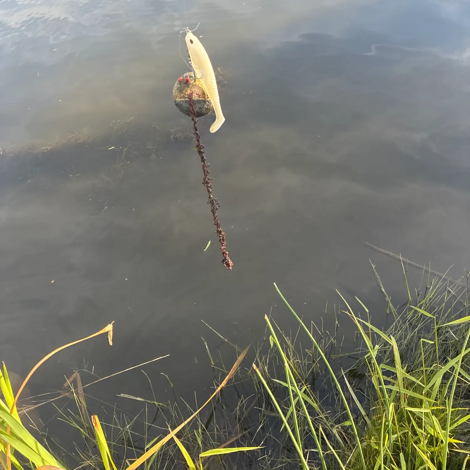Fish caught on Fishbrain
