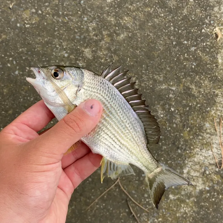 Southern black bream caught on Fishbrain
