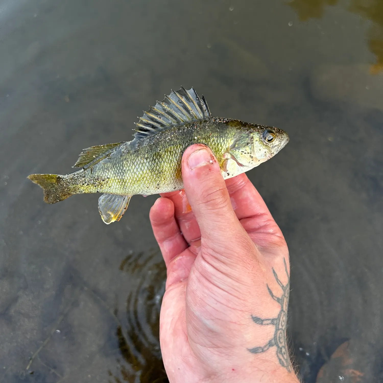 Yellow perch caught on Fishbrain
